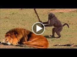 Funny Animals Videos Funny Girl Video Lucu 2019 Funny Girl Fails Funny Zoo Animals Youtube Funny Animal Videos Funny Girl Fails Funny Girl Videos
