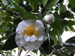 Camellia Japonica Grandiflora Superba Flores