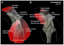 Atlas of knee mri anatomy. Three Dimensional Anatomy Of The Ostrich Struthio Camelus Knee Joint Peerj