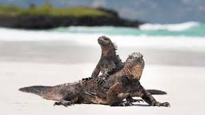 Fernandina & isabela (flightless cormorants) and coast dramatical landscape. Dream Vacations In The Galapagos Islands Tourlane