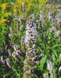 Image result for Mentha spicata