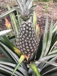 Maybe you would like to learn more about one of these? Sulur Nanas Yankee Anak Pokok Benih Pineapple Home Furniture Gardening On Carousell