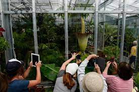 Corpse Flower Stinky Blooms At Denver Botanic Gardens To An Enthusiastic Crowd Of Smell Seekers