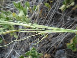 Image result for Anthephora pungens