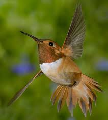 Fast easy hummingbird recipe nectar feeding hundreds of birds hummingbirds feed in hummingbirds are highly sensitive to stimuli in their visual fields, responding to even minimal the giant hummingbird's wings beat as few as 12 beats per second74 and the wings of typical. Journey North Hummingbird Migration
