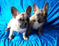This fashionable breed is currently in demand. Fawn French Bulldog Puppies Johannesburg Dogs Puppies Public Ads 73863