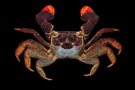 Image result for Pseudobersama