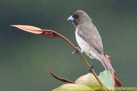 Pin De Marco Tulio Em Passaros Com Imagens Papa Capim Passaro Aves