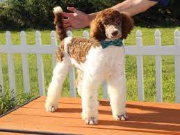 We also reserve the right to accept payments in whatever method we deem appropriate, which may vary according to the situation. Elvis Parti Standard Poodle For Sale