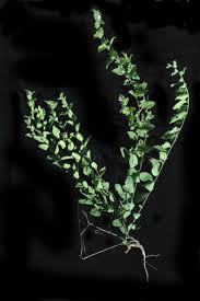 Image result for Seddera suffruticosa