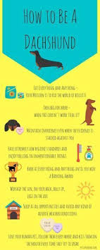How To Be A Dachshund Infographic Funny Infographic Showing The World Through Funny Dachshund Dachshund Dachshund Puppies