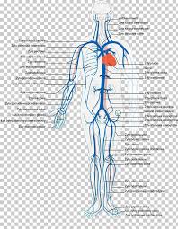 There is a printable worksheet available for download here so you can take the quiz with pen and paper. Vein Human Body Circulatory System Artery Anatomy Png Clipart Abdomen Anatomy Arm Artery Blood Free Png