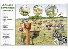 African Savannah Food Web Activity Food Web Food Web Activities Web Activity
