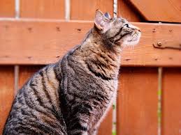 Keep cats away from porch. Keeping Cats Safe Outside Our Guide Cats Protection