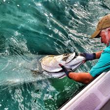 Female tarpon grow as large as 300 pounds and can reach over 8ft long. Bucket List Tarpon Be Careful What You Wish For Wtvc