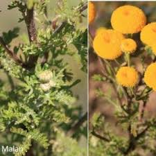 Image result for Osteospermum muricatum