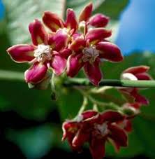 Image result for Mondia ecornuta