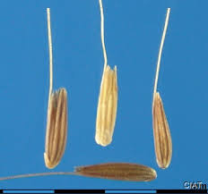 Image result for Melinis minutiflora