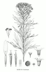 Image result for Senecio milanjianus