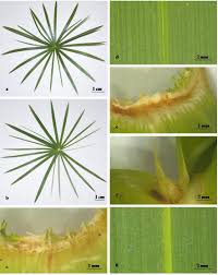 Image result for Cyperus sp.no.3