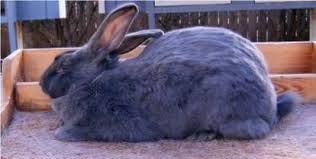 Gilead on sr 61 in morrow county. American Blue White Rabbit Club Rabbit Breeds Rabbit White Rabbits