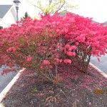 Pruning A Burning Bush When To Prune Burning Bush Plants Burning Bush Plant Bushes Shrubs Burning Bush