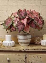Pin On Colorful Caladiums
