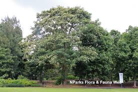 Image result for Alstonia