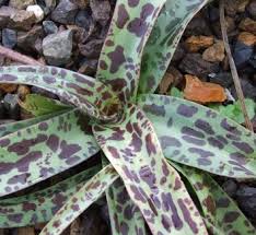 Image result for Ledebouria revoluta