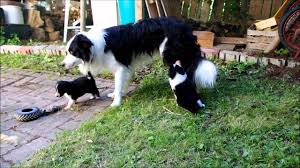 My border collie puppy likes to jump up on and sit on random things. Cutest Border Collie Puppies In The World Youtube