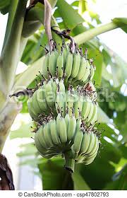 Maybe you would like to learn more about one of these? Bunch Fruit Of Bananas Not Yet Ripe On Tree In The Garden Canstock
