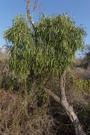 Image result for Salvadora australis