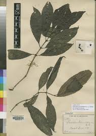 Image result for Lasianthus kilimandscharicus