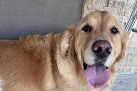 Dog Friendly Mexican Restaurants in Katy, TX