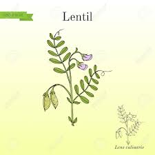 Image result for Lens culinaris