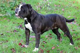 In 2000, the hostetter family created greenfield puppies with the intent to connect healthy puppies with caring families. Continental Bulldog Nationale Rasse Zuchter Mit Welpen Vdh De
