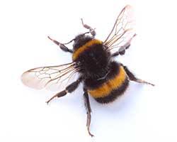 Information and translations of bees knees in the most comprehensive dictionary definitions resource on the web. Bee Definition Und Bedeutung Collins Worterbuch