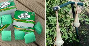 Check spelling or type a new query. 10 Ways To Use Irish Spring Soap That Have Nothing To Do With Lathering Up Homemaking Com