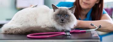 Symptoms of coughing in cats. Coughing In Cats Causes Symptoms And Treatment My Family Vets