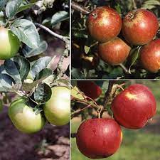 Free advice on all aspects of growing. Buy Family Apple Tree Online Free Uk Delivery Free Limited Tree Warranty