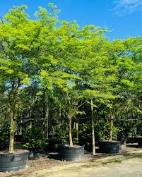 Image result for Bridelia duvigneaudii