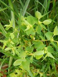 Image result for Euphorbia epicyparissias