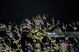 Image result for Canscora diffusa