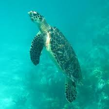 A hawksbill sea turtle's lateral & posterior margins are sharply serrated in all but very old individuals. Hawksbill Sea Turtle Exploration
