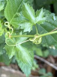 Image result for Cissus integrifolia