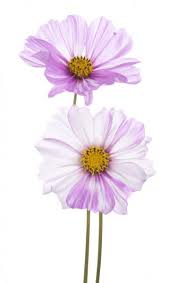 Imagens Semelhantes A 12201027 Cosmos Flowers Arte Flor Desenhos De Flores Ilustracoes