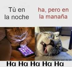 Pin By Norma Garcia Gil On Funny Bob Meme Memes Little Pets