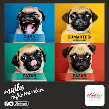 Evimpark Kosum Oya Kamp