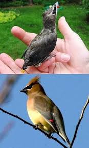 Baby Birds With Yellow Tail Feathers Easy Tips For Identifying Baby Birds Bird Identification Pet Birds Cedar Waxwing