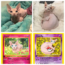 Read pokemon card reviews, win pokemon tcg online codes, see the rarest and most expensive pokemon cards and much more! My Partners Birthday Present Was Our Cats Made Into Pokemon Cards Pokemon
